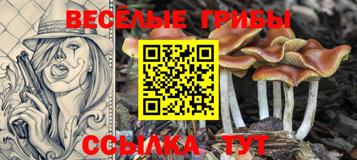 Галлюциногенные грибы Psilocybe  Псилоцибиновые грибы GOLDEN TEACHER  Гатчина 